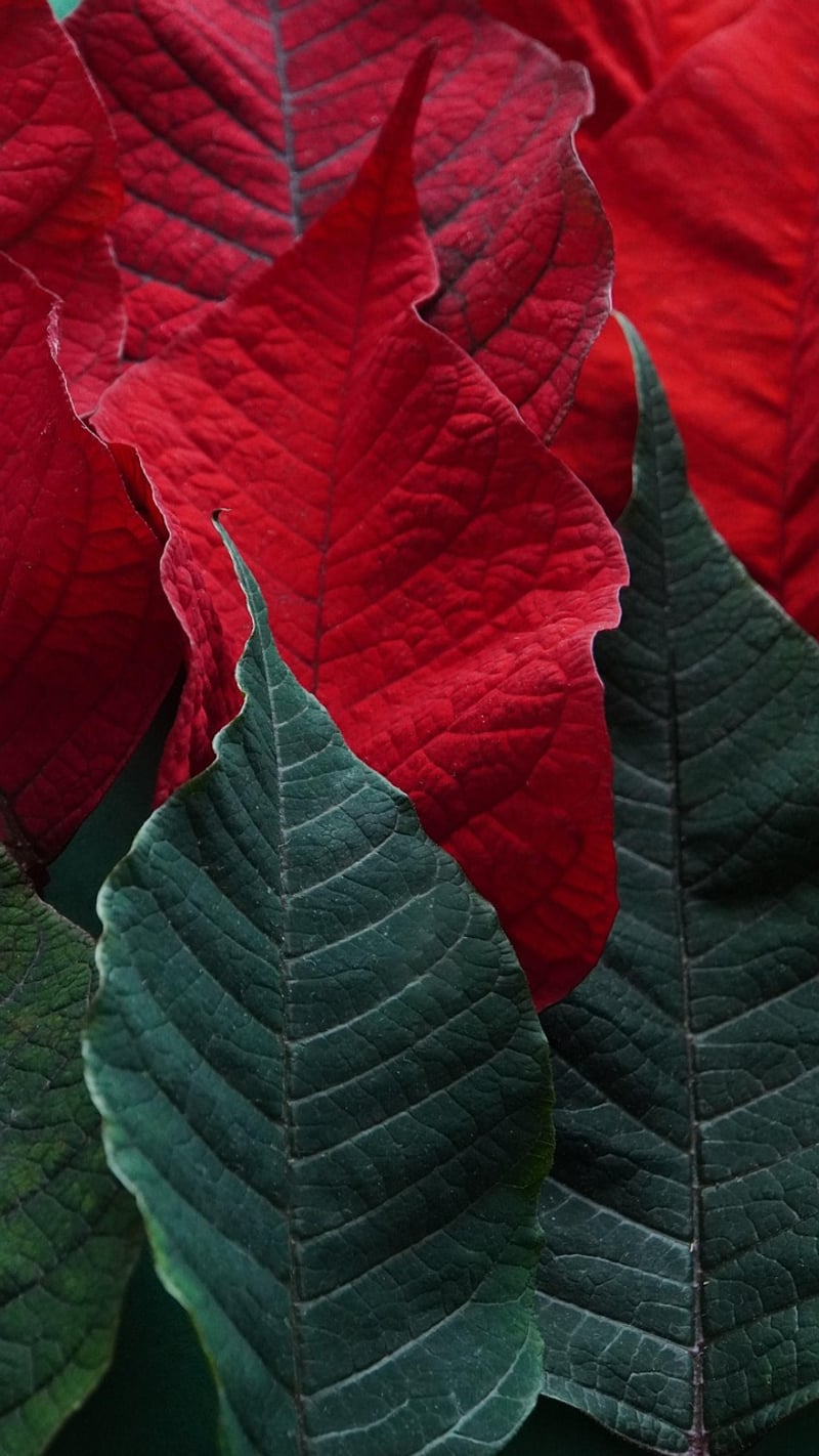 Creative Colors